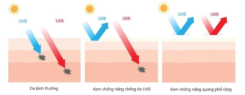 Kem chống nắng phổ rộng có thể bảo vệ da khỏi UVA và UVB