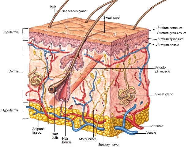 Cấu tạo và chức năng của da là gì? Cách bảo vệ da khi vào hè