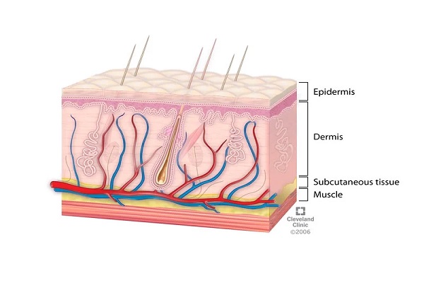 Chức năng của da và cấu tạo của da như thế nào?