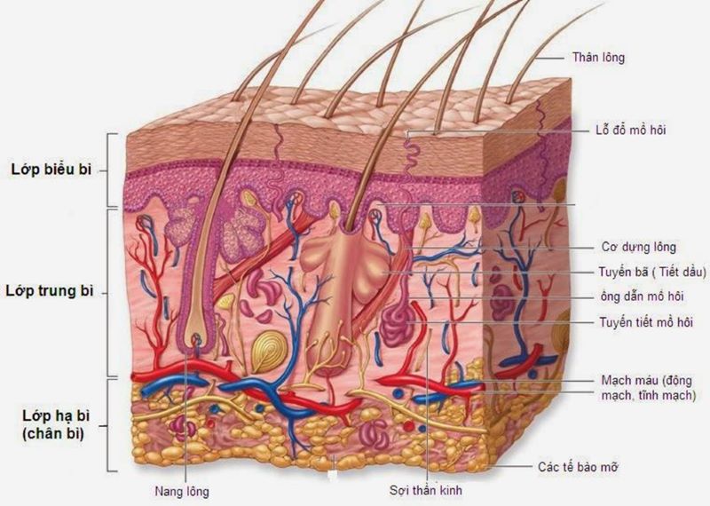 Chức năng của da rất da dạng dựa theo cấu tạo của da
