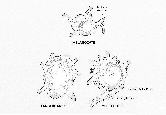 Các loại tế bào chính cấu thành nên biểu bì