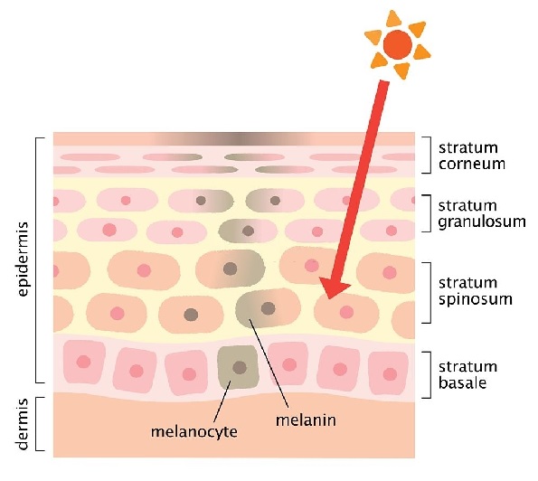 Cơ chế hoạt động của Melanin trong da