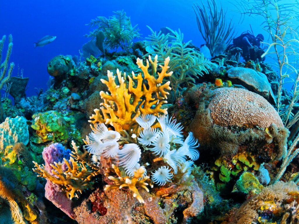 Các chất hóa học có trong kem chống nắng thông thường có thể gây hại cho các loài san hô và sinh vật biển